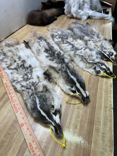 Tanned badger hide - , fur